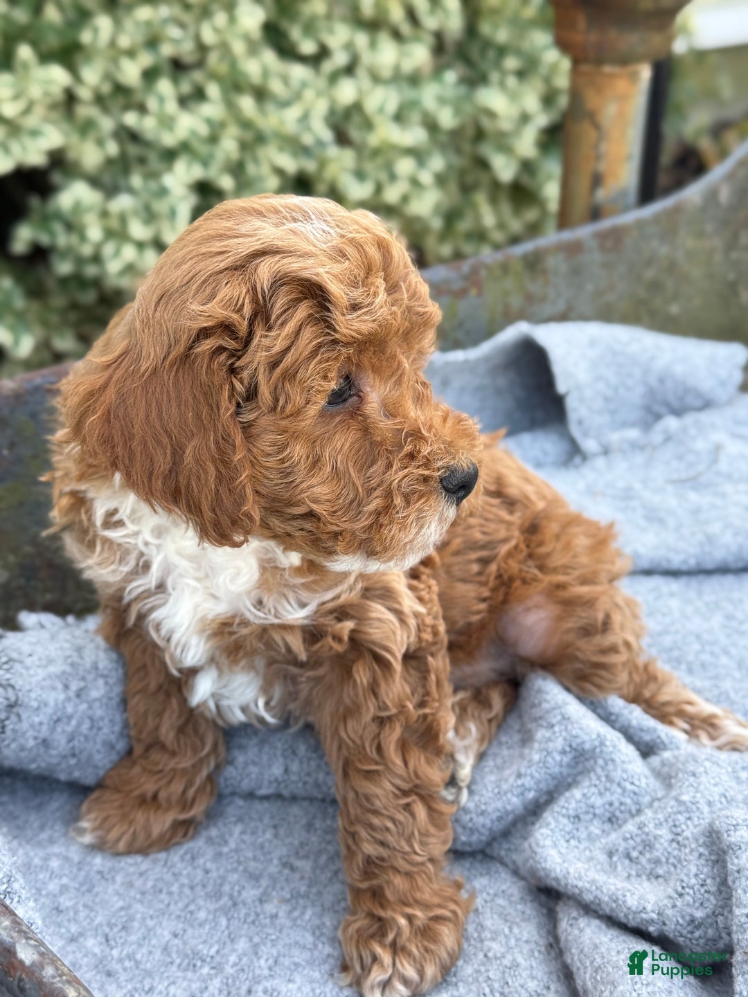 Toy Poodle dogs for sale: Pepper - Ad 10