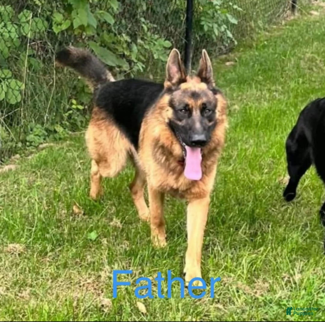 German Shepherd dogs for sale: German Shepherd Puppy 1 - Ad 3