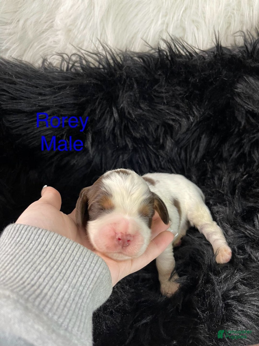 English Springer Spaniel dogs for sale: Rorey - Ad 1