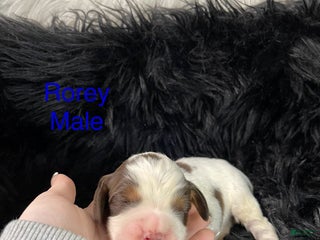 English Springer Spaniel dogs Rorey - Ad 12
