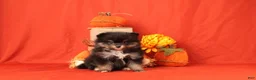 Pomeranian dogs for sale: Karson - Ad 2