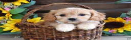 Cavachon dogs for sale: Tara - Ad 6