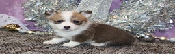Welsh Corgi Pembroke dogs for sale: Brady - Ad 9