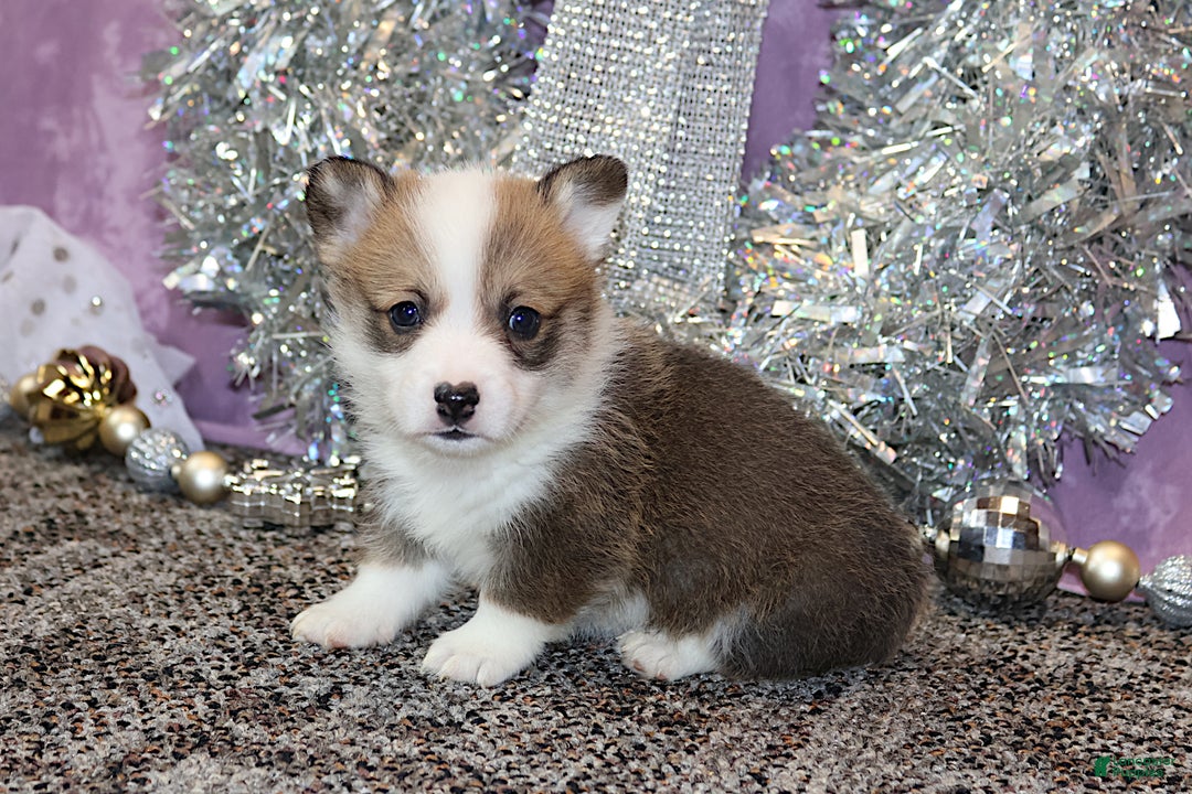 Welsh Corgi Pembroke dogs for sale: Brady - Ad 9