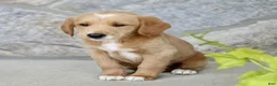 Labradoodle dogs for sale: Carson  - Ad 3