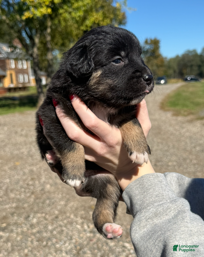 Australian Shepherd dogs for sale: Bella - Ad 23