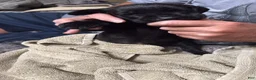 Cane Corso dogs for sale: Sassy - Ad 3