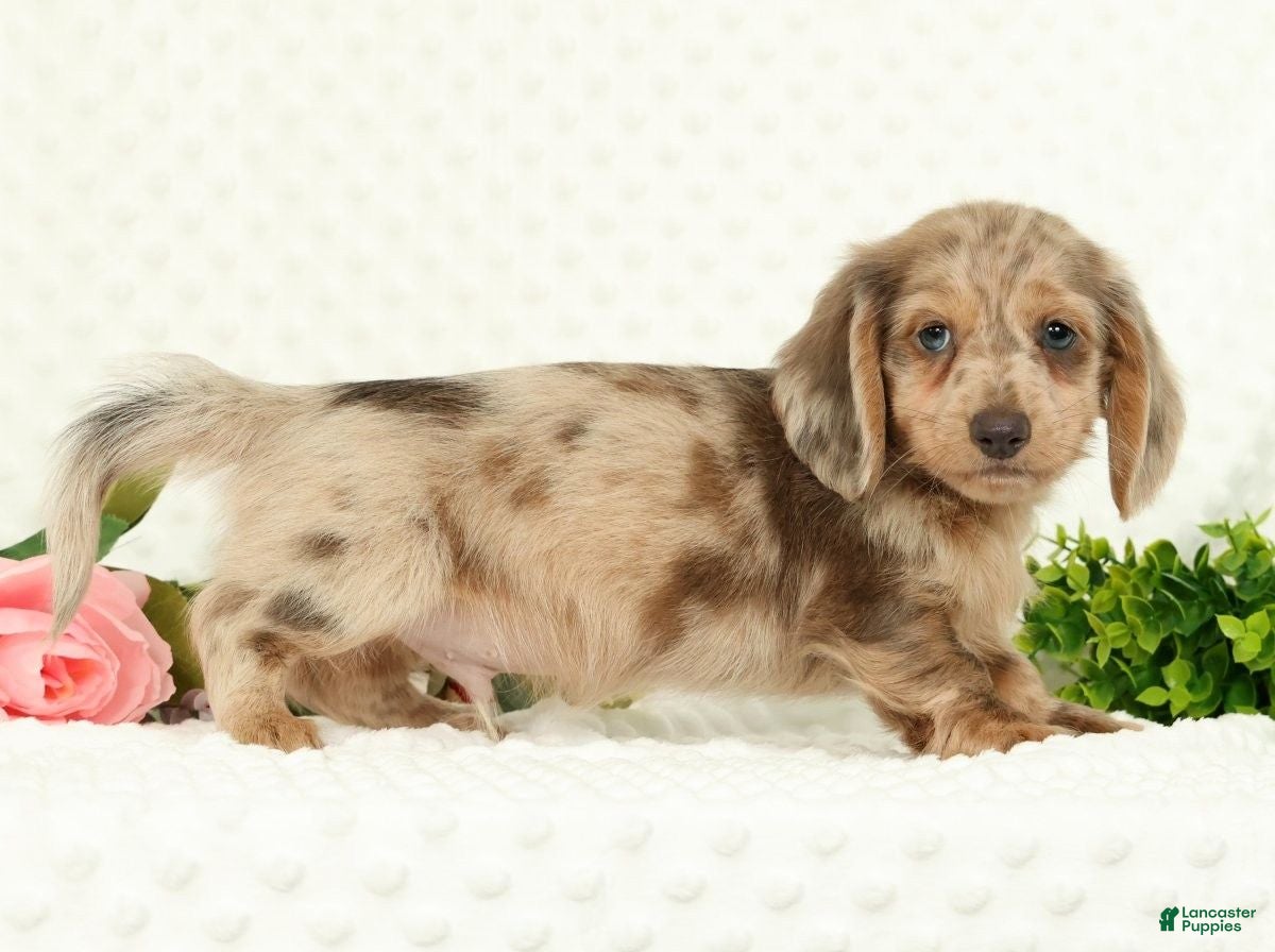 Miniature Dachshund dogs for sale: Silas - Ad 8