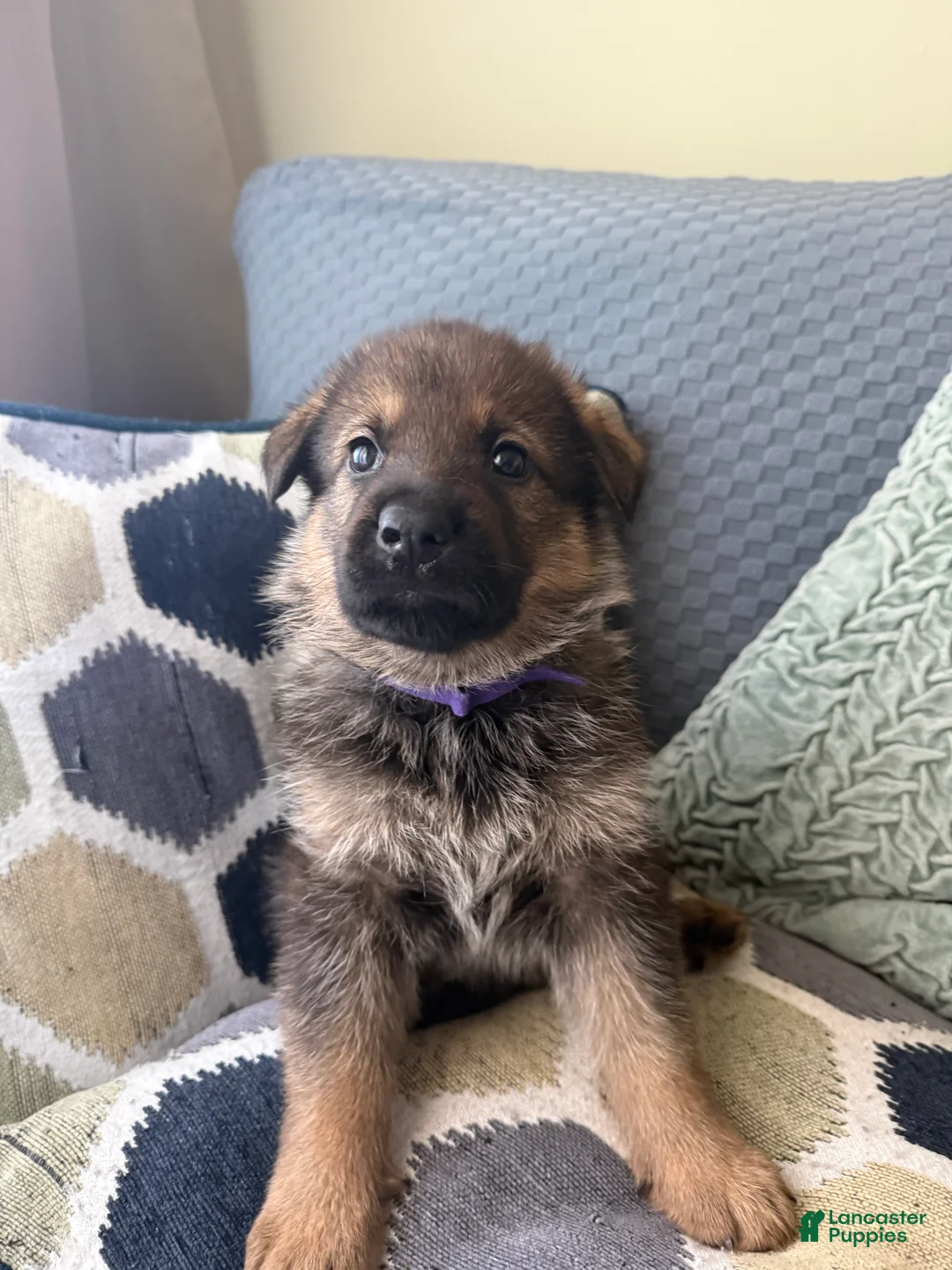 German Shepherd dogs for sale: German Shepherd Puppy 7-Purple - Ad 1