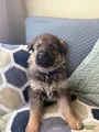German Shepherd Puppy 7-Purple