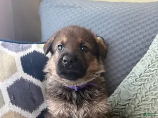 German Shepherd dogs German Shepherd Puppy 7-Purple - Ad 17