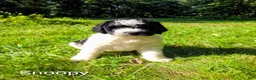 Mini Bernedoodle dogs for sale: Snoopy - Ad 5