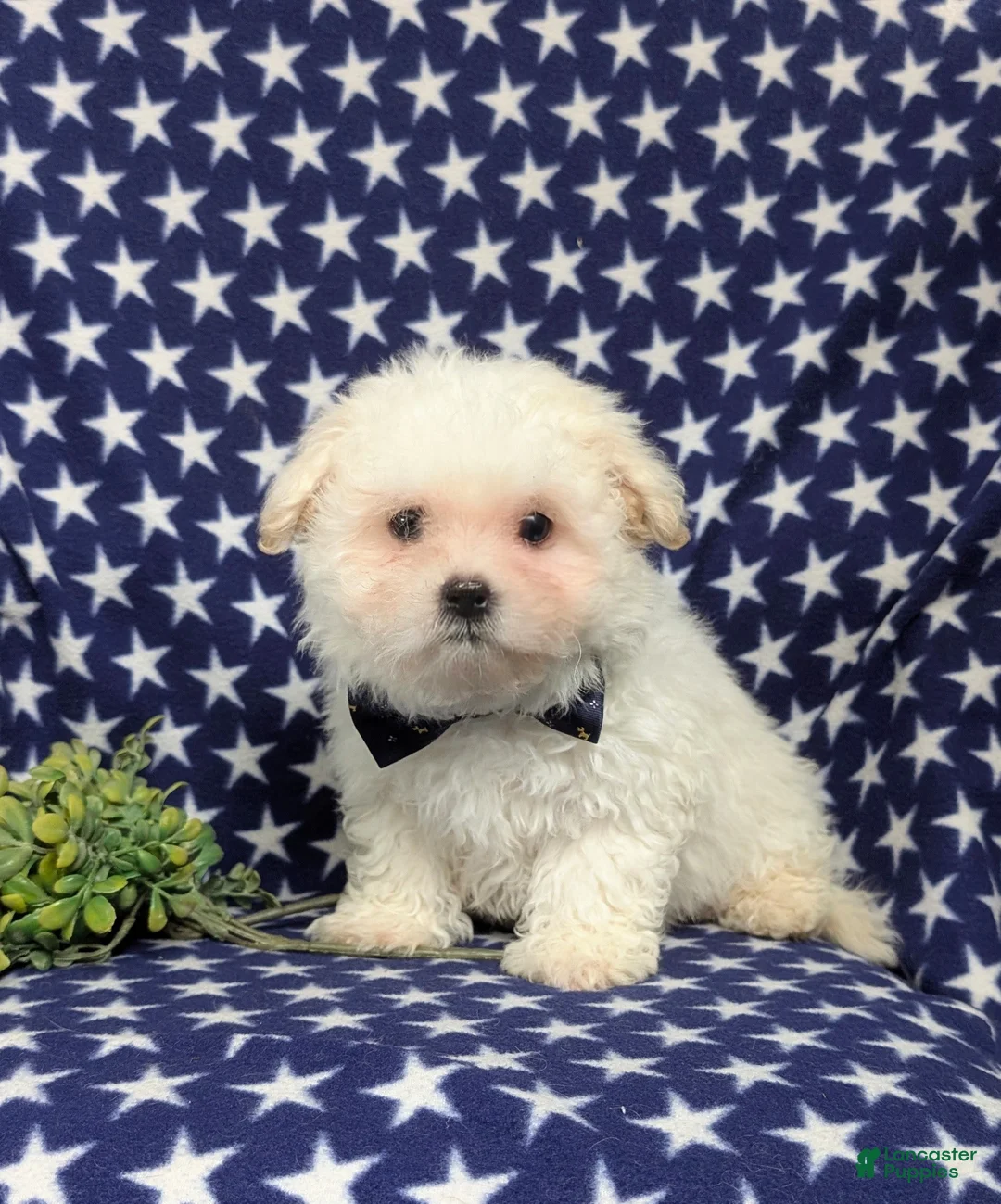 Bichon Frise dogs for sale: Body - Ad 2