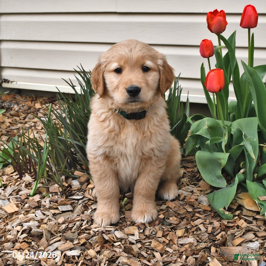Golden Retriever dogs Roy  - Ad 1