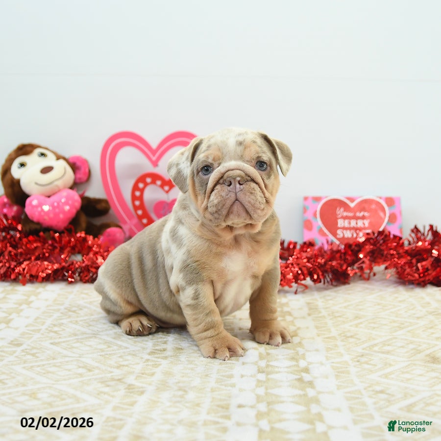 English Bulldog dogs Rocky - Ad 3