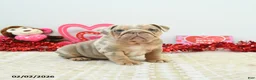 English Bulldog dogs for sale: Rocky - Ad 1