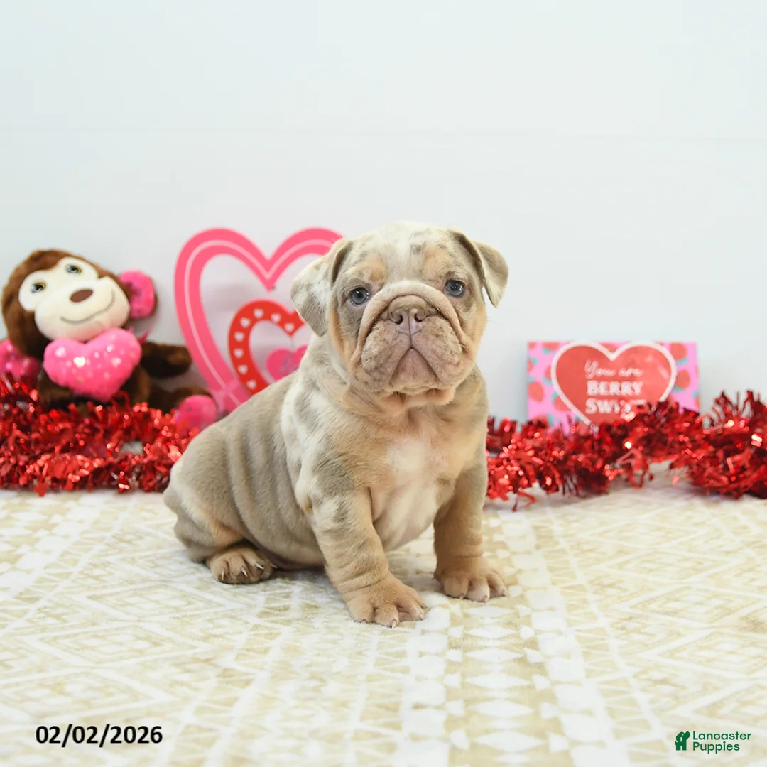 English Bulldog dogs for sale: Rocky - Ad 1