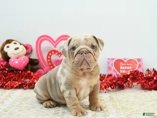 English Bulldog dogs Rocky - Ad 3