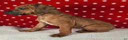 Rhodesian Ridgeback dogs for sale: Thor - Ad 5