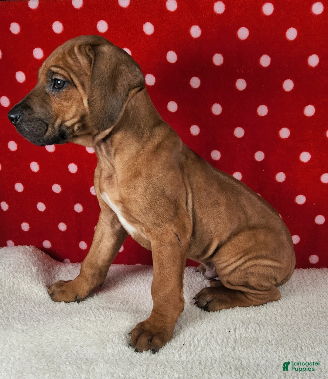 Rhodesian Ridgeback dogs for sale: Thor - Ad 5