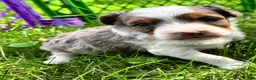 Aussiedoodle dogs for sale: Aussiedoodle 1 - Ad 3