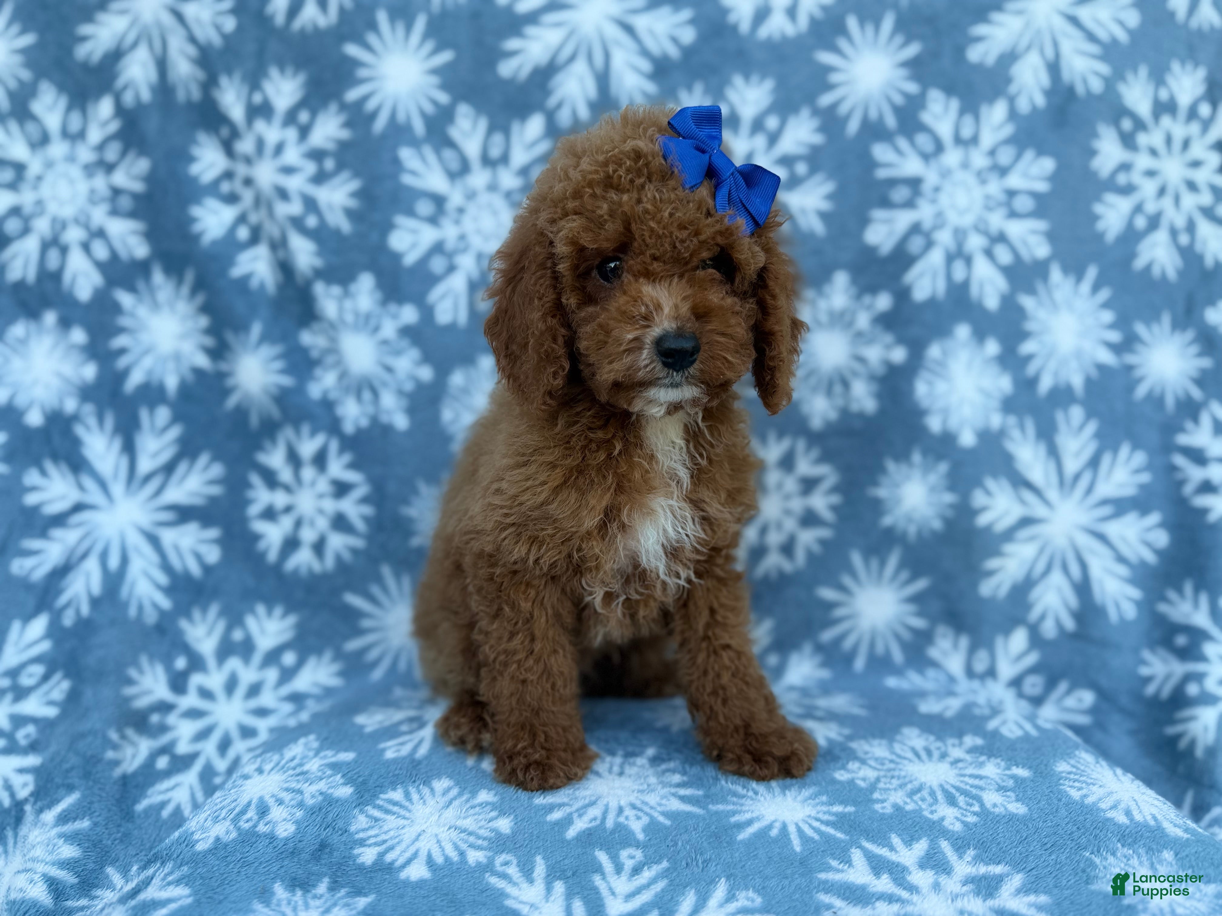 Cockapoo dogs Candycane - Ad 1