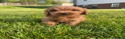 Cavapoo dogs for sale: Winston - Ad 16