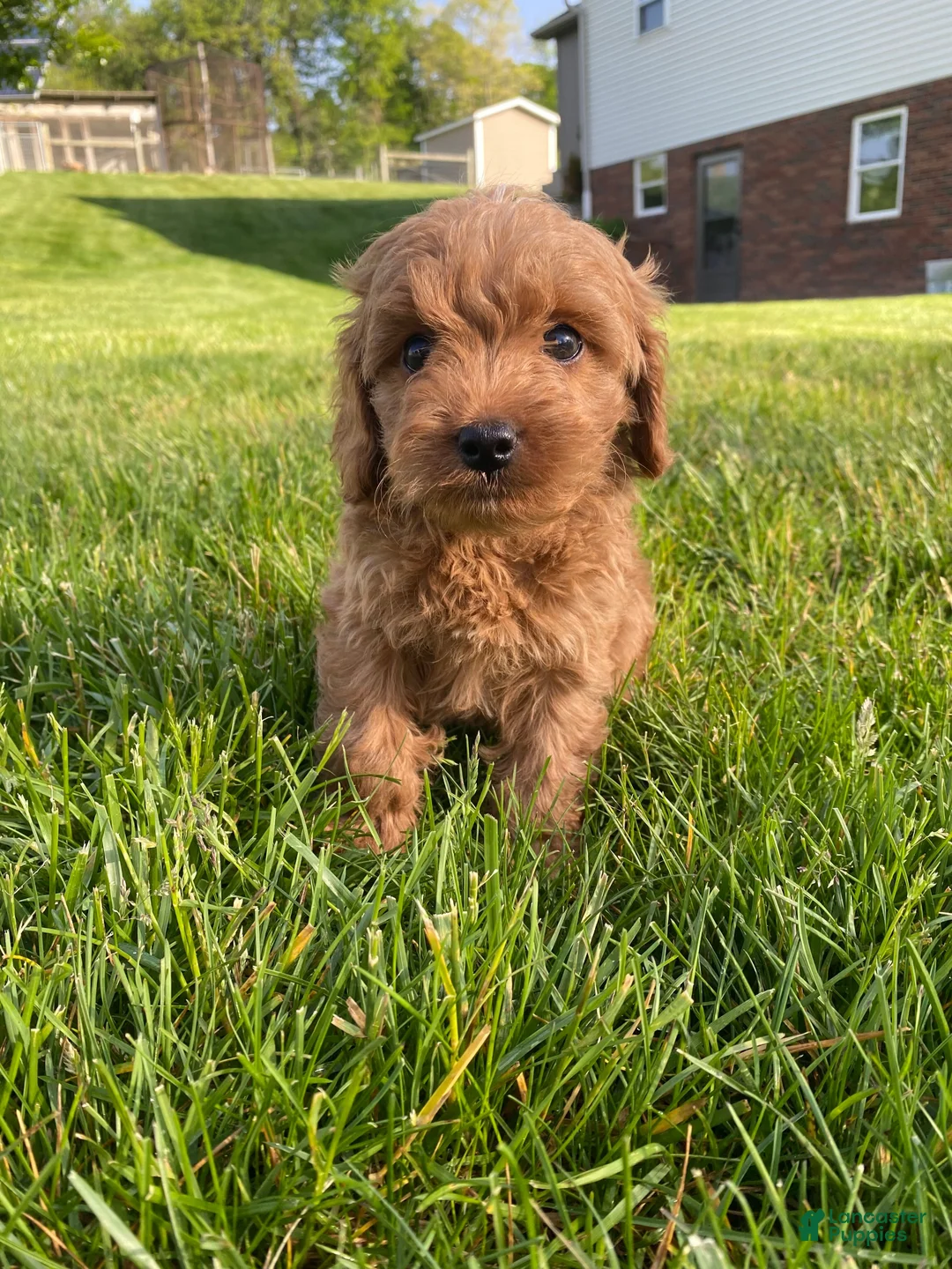 Cavapoo dogs for sale: Winston - Ad 16
