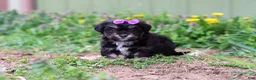 Mini Aussiedoodle dogs for sale: Hazel - Ad 3