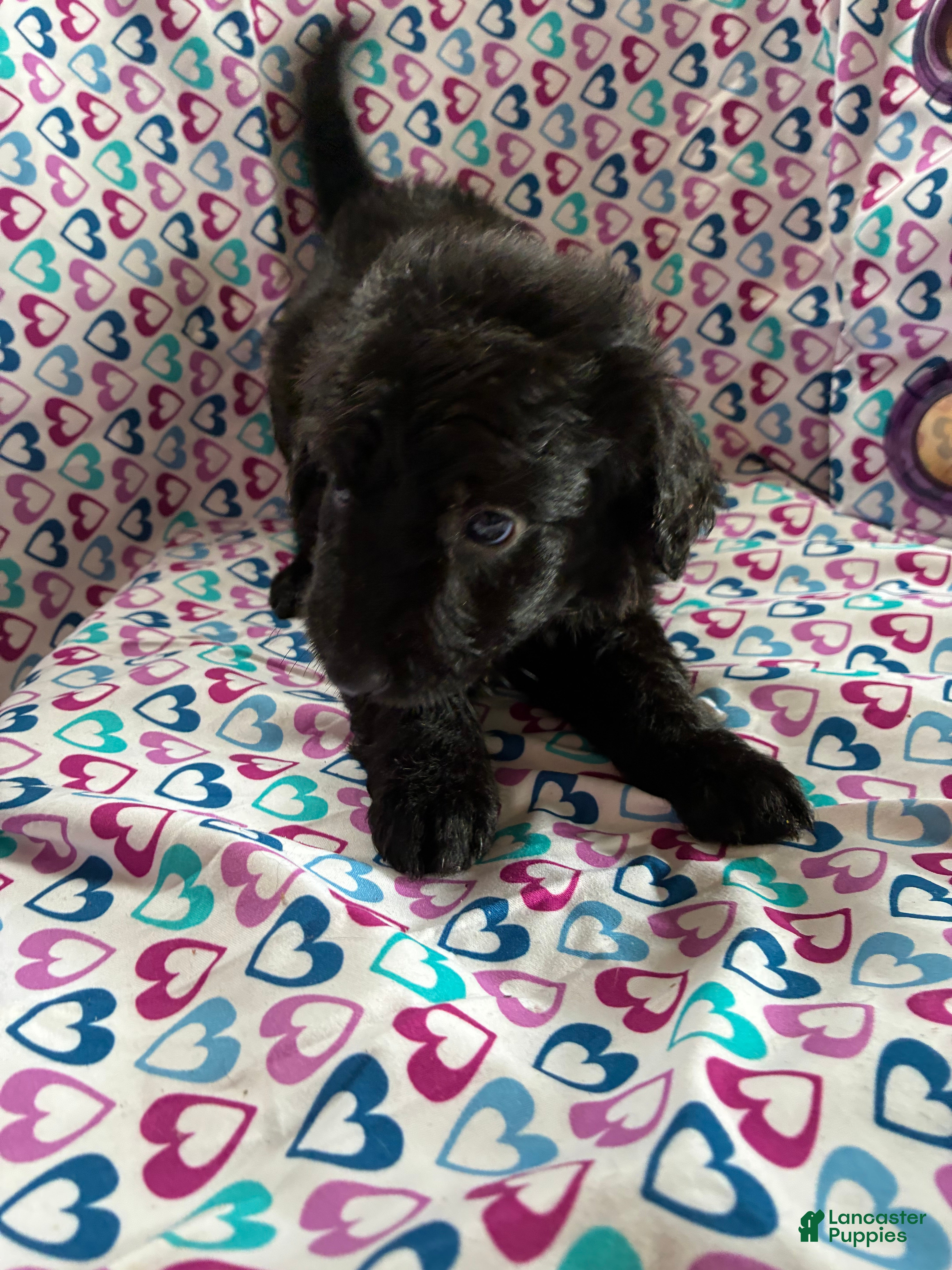 Aussiedoodle dogs Aussiedoodle 5 - Ad 1