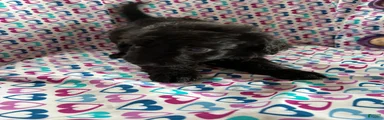 Aussiedoodle 5