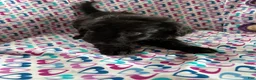 Aussiedoodle dogs for sale: Aussiedoodle 5 - Ad 1