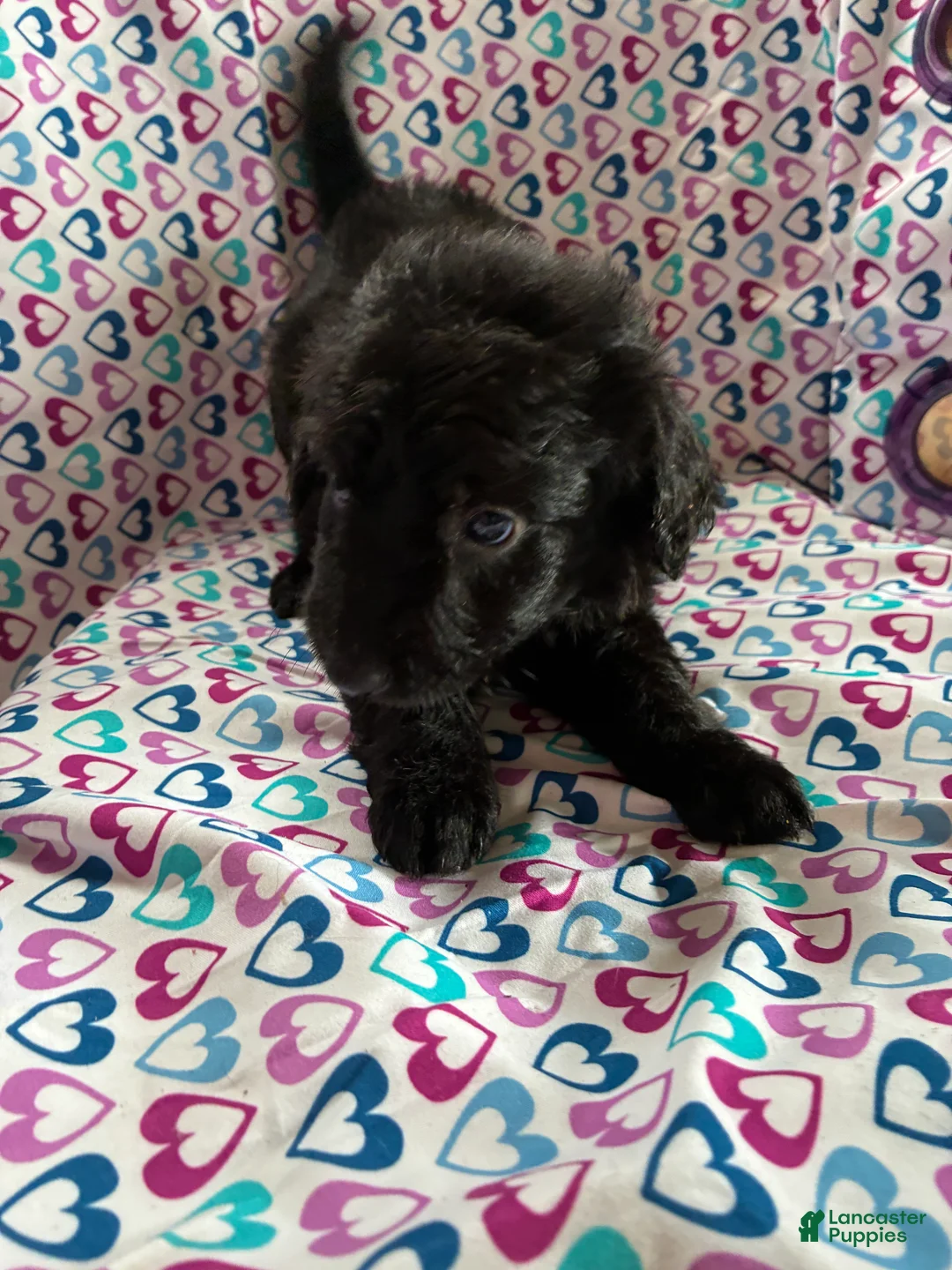 Aussiedoodle dogs for sale: Aussiedoodle 5 - Ad 1