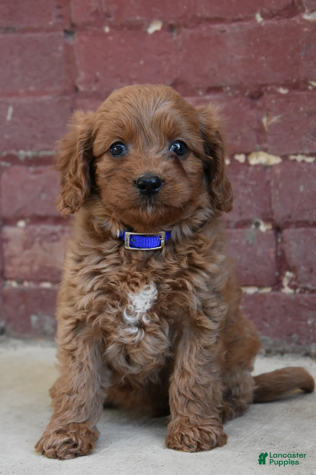 Gallery Image {{count}}