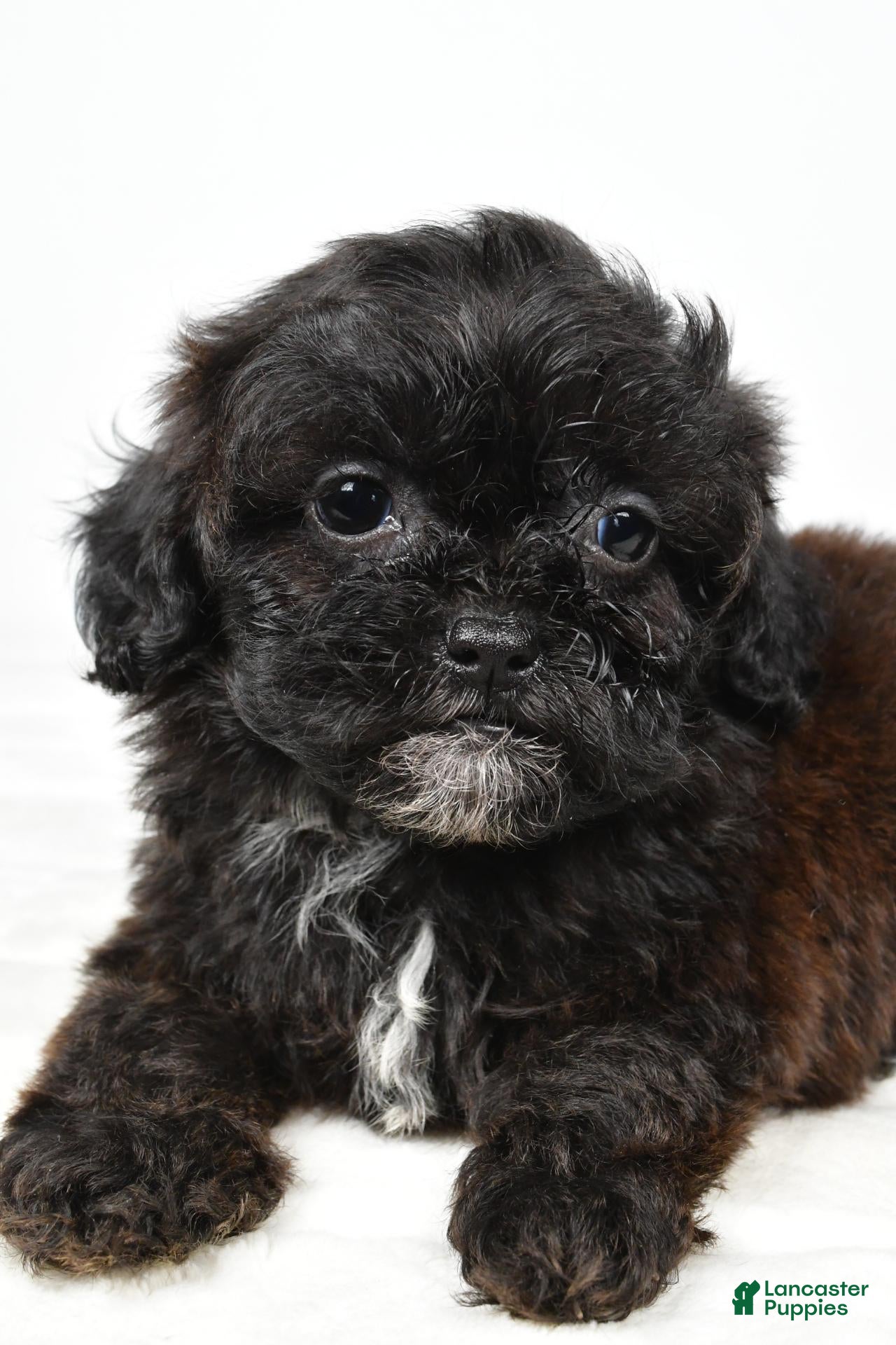 Shihpoo dogs Wyatt toy - Ad 2