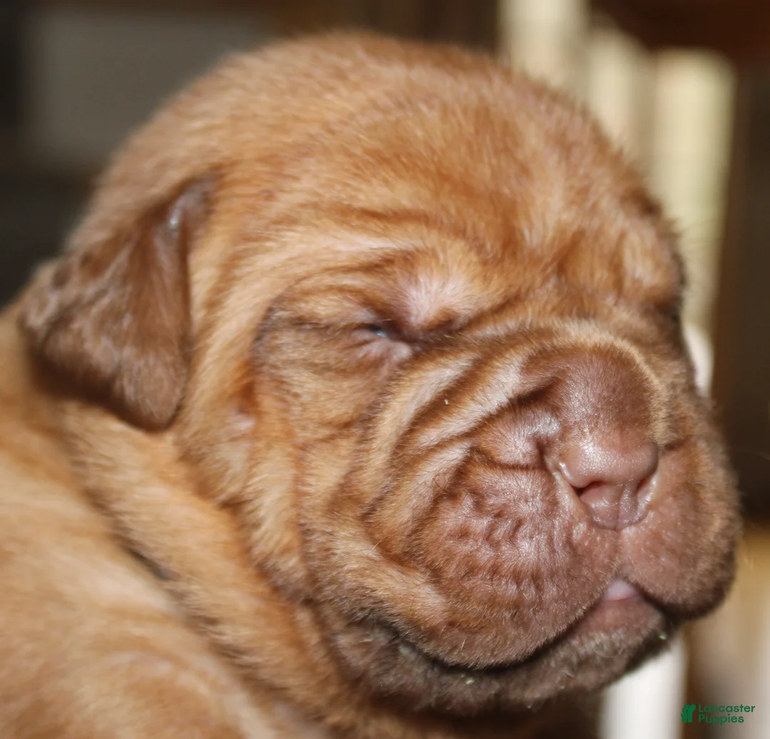 Dogue De Bordeaux dogs for sale: Dogue De Bordeaux Puppy 1 - Ad 1