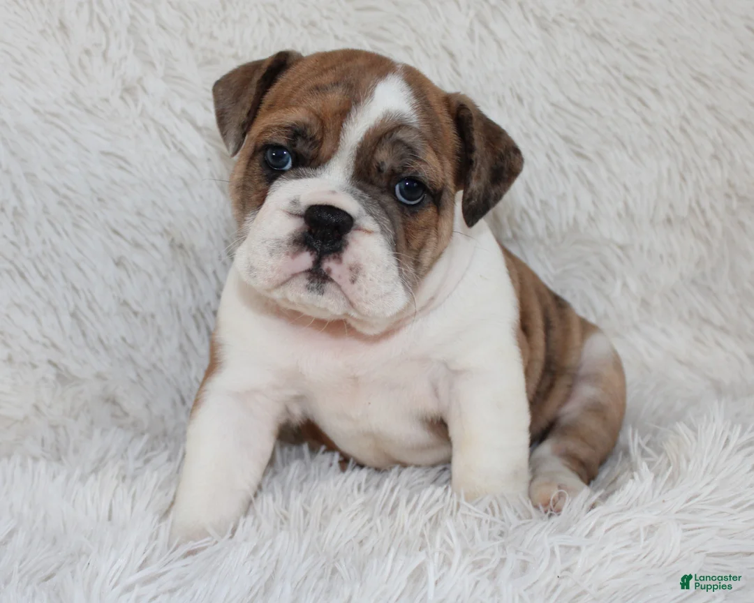 English Bulldog dogs for sale: AKC Oakley - Ad 1