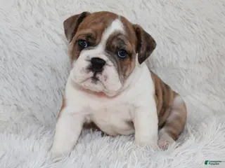 English Bulldog dogs AKC Oakley - Ad 29