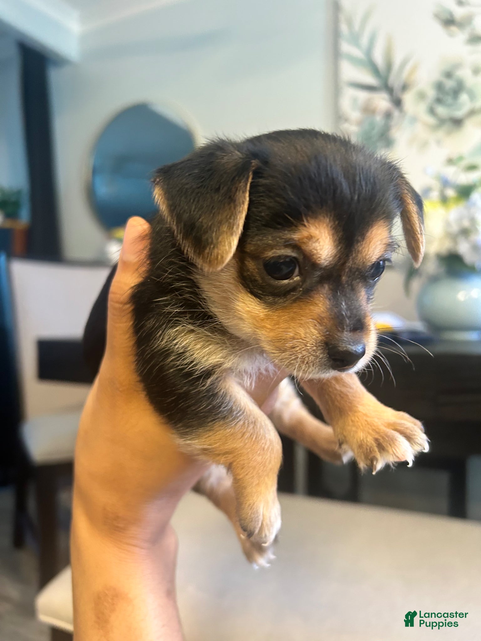 Mixed Breed dogs Mixed Breed Puppy 4 - Ad 27
