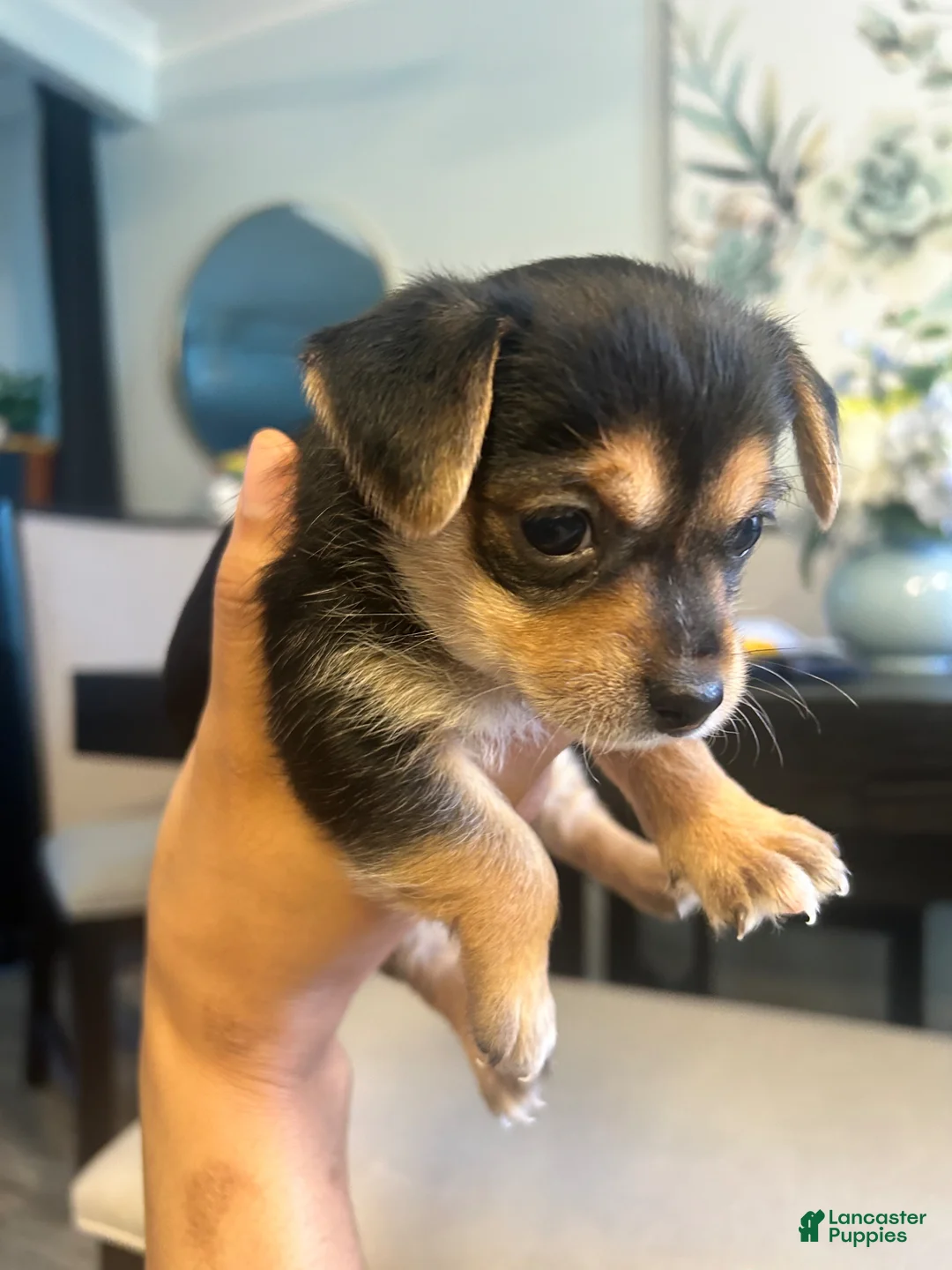 Mixed Breed dogs for sale: Mixed Breed Puppy 4 - Ad 1