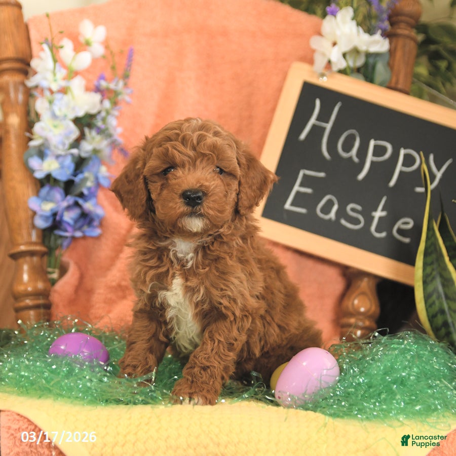 Mini Goldendoodle dogs Scott - Ad 2