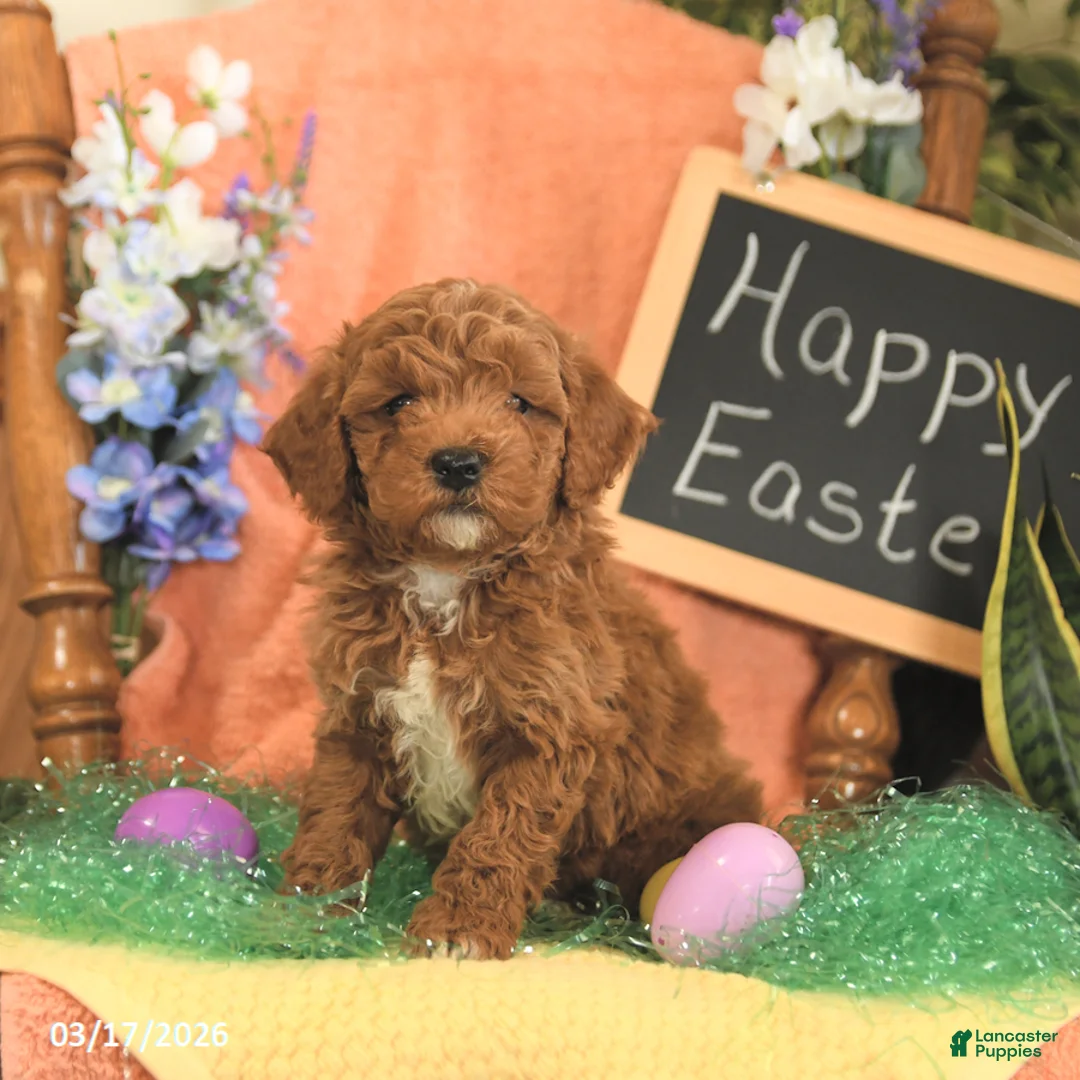 Mini Goldendoodle dogs for sale: Scott - Ad 2