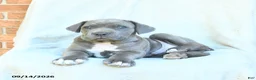 Cane Corso dogs for sale: Drake - Ad 5
