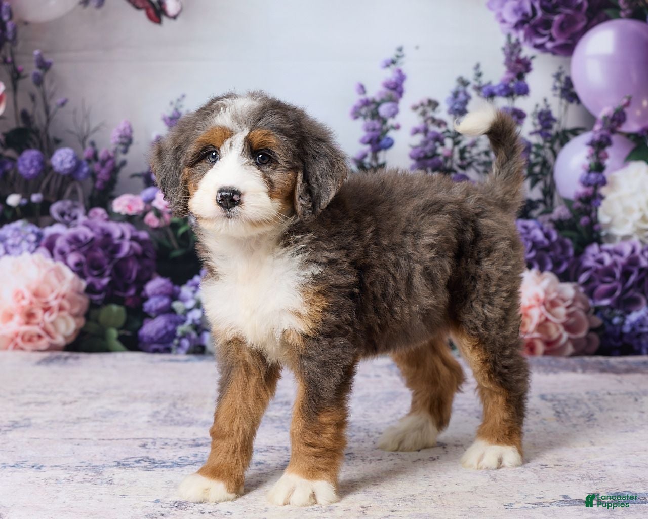 Bernedoodle dogs Lillie - Ad 2