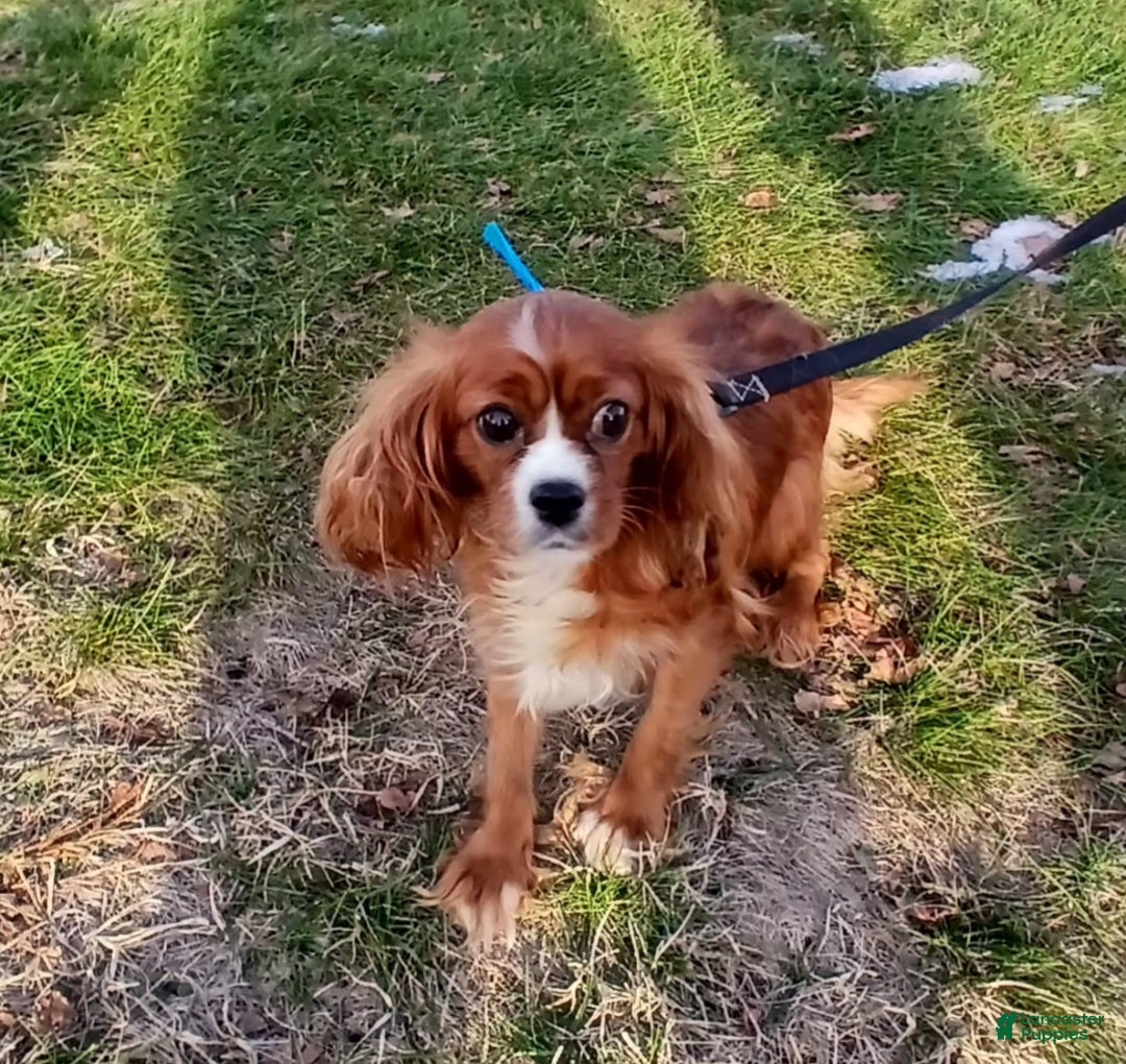 Cavapoo dogs for sale: Bryce - Ad 6