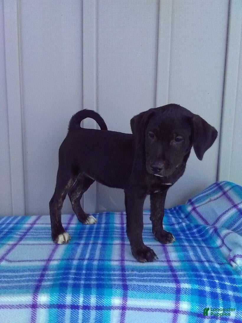 Labrador Retriever dogs Lily - Ad 1