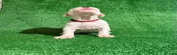 Dogo Argentino dogs for sale: Red female  - Ad 5