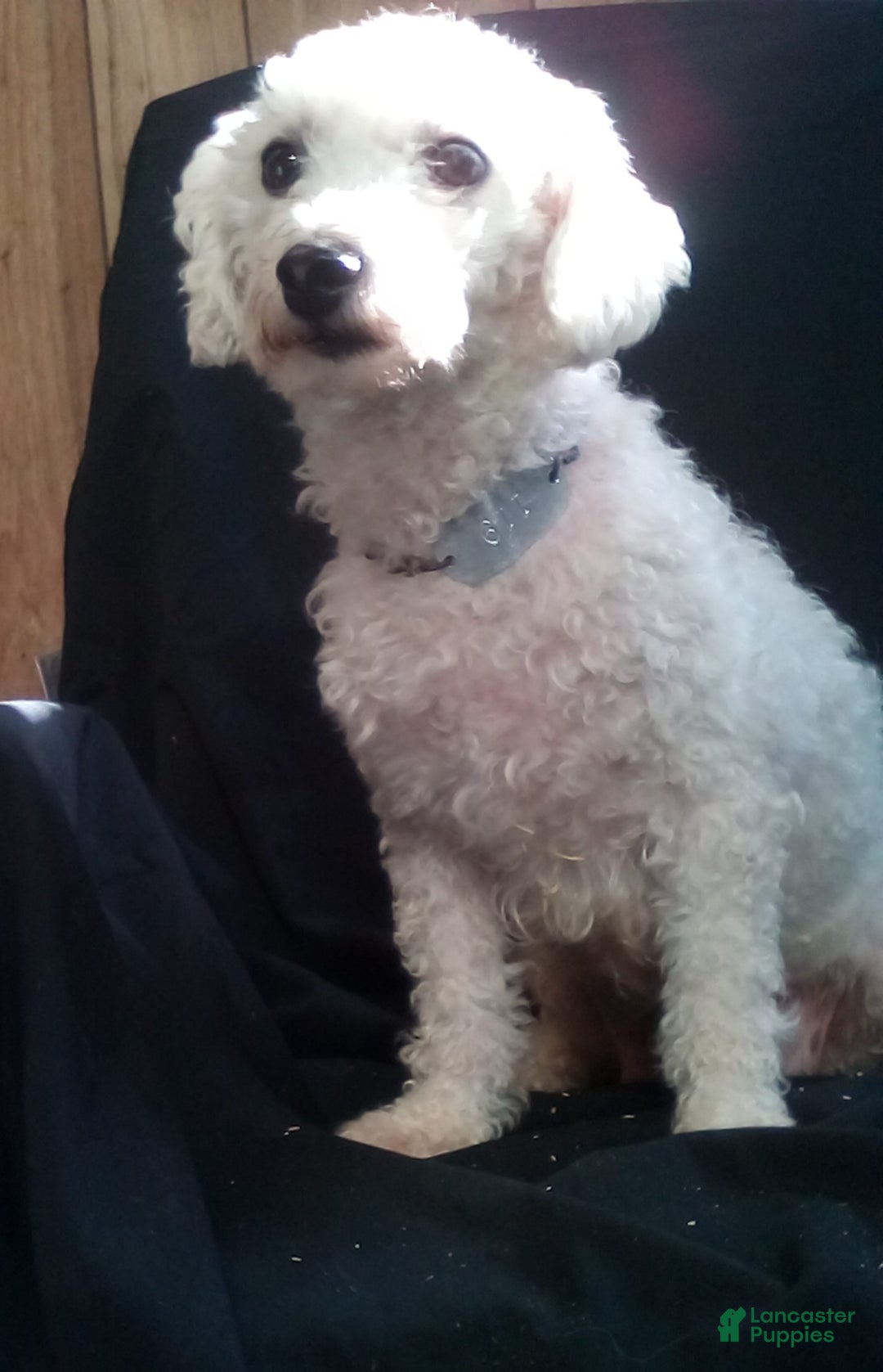 Bichpoo dogs for sale: Butch - Ad 9