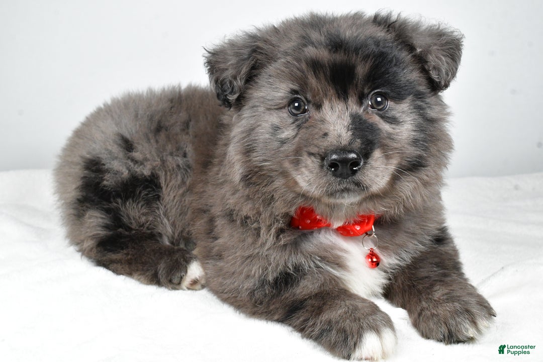 Mixed Breed dogs for sale: Peanut - Ad 2