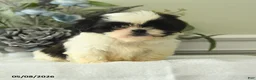 Shih Tzu dogs for sale: Hetty - Ad 3